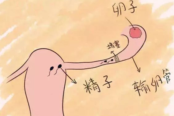 输卵管粘连影响怀孕吗(图1)